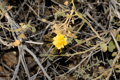 Abutilon cunninghamii