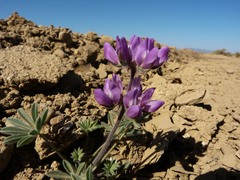 Lupinus microcarpus