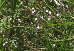 Verbena montevidensis