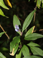 Monnina crepinii
