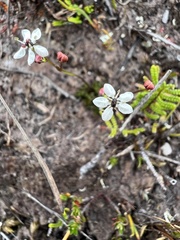 Oschatzia saxifraga
