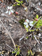 Oschatzia saxifraga