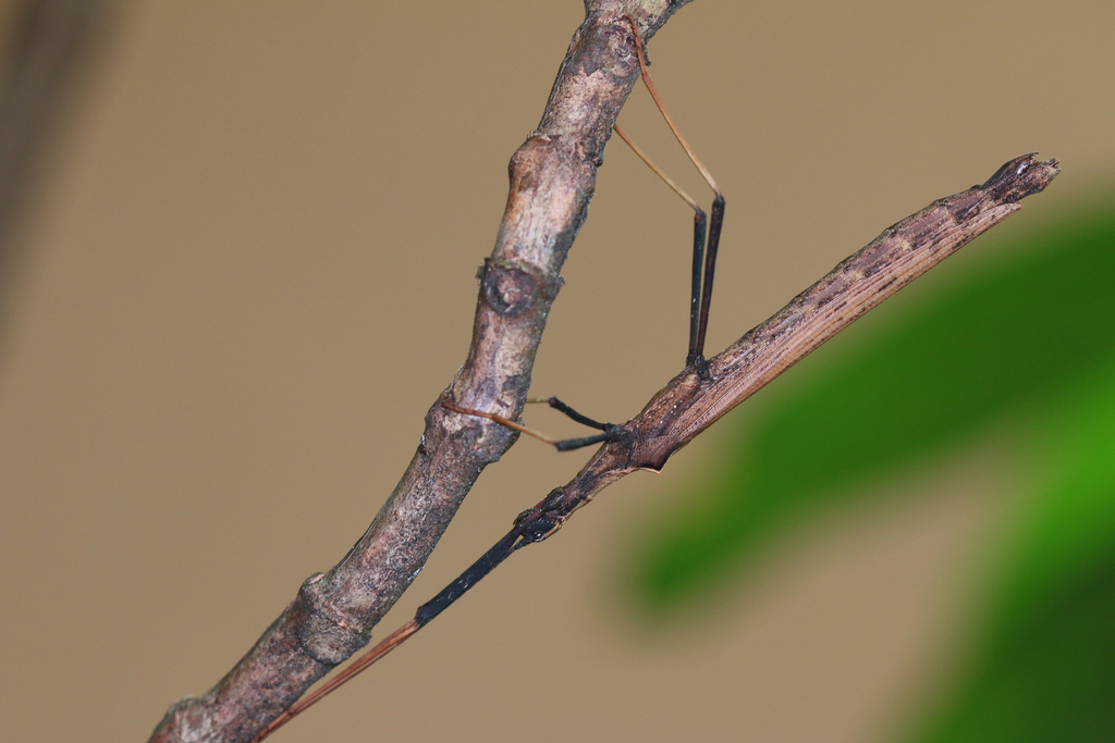 Pseudophasma triangularis