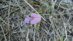 Tephrosia cinerea