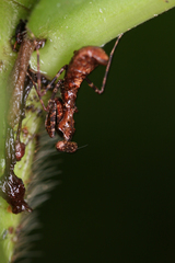 Pseudomiopteryx spinifrons