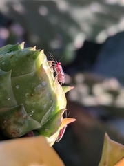 Hesperolabops gelastops