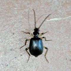 Brachininae