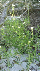 Cakile lanceolata