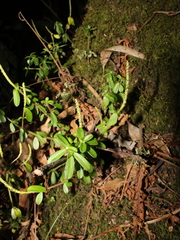 Peperomia leptophylla image