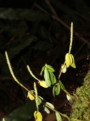 Peperomia leptophylla