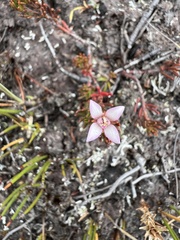 Boronia elisabethiae