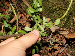 Peperomia leptophylla