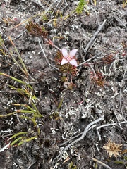 Boronia elisabethiae