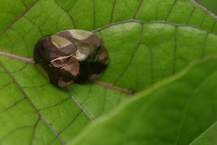 Cyrtonota lateralis