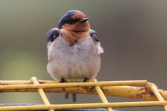 Hirundo neoxena carteri