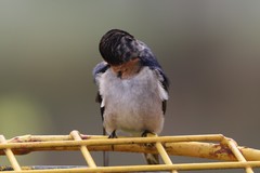 Hirundo neoxena carteri