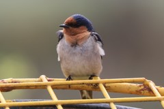 Hirundo neoxena carteri