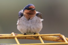 Hirundo neoxena carteri