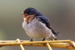 Hirundo neoxena carteri