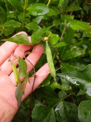 Dipogon lignosus