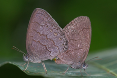 Paryphthimoides undulata