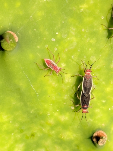 Nopal Plant Bug