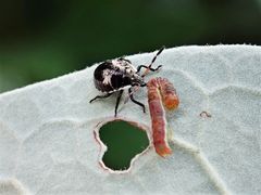 Cermatulus nasalis nasalis