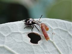 Cermatulus nasalis nasalis