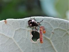 Cermatulus nasalis nasalis