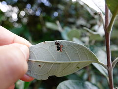 Cermatulus nasalis nasalis