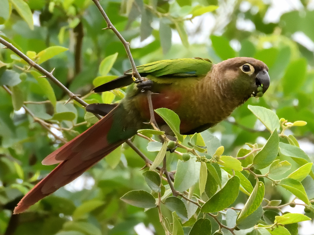 Green-Cheeked Parakeet