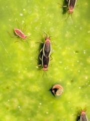 Hesperolabops gelastops