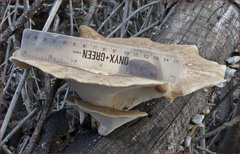 Polyporus mcmurphyi