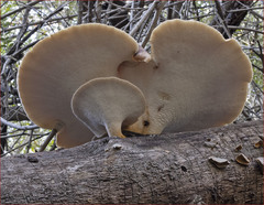 Polyporus mcmurphyi