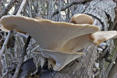 Polyporus mcmurphyi