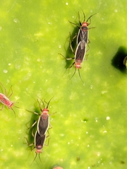 Hesperolabops gelastops