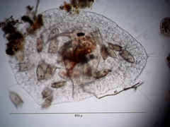 Actinosphaerium eichhornii