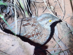 Turnix castanotus