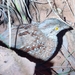 Chestnut-backed Buttonquail - Photo (c) Nathan Ruser, some rights reserved (CC BY), uploaded by Nathan Ruser