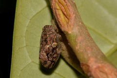 Cotylana angustifrons