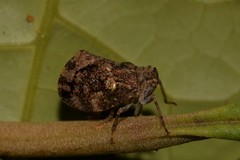 Cotylana angustifrons