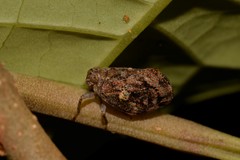 Cotylana angustifrons