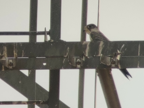 Grey Falcon (Falco hypoleucos), photo 3