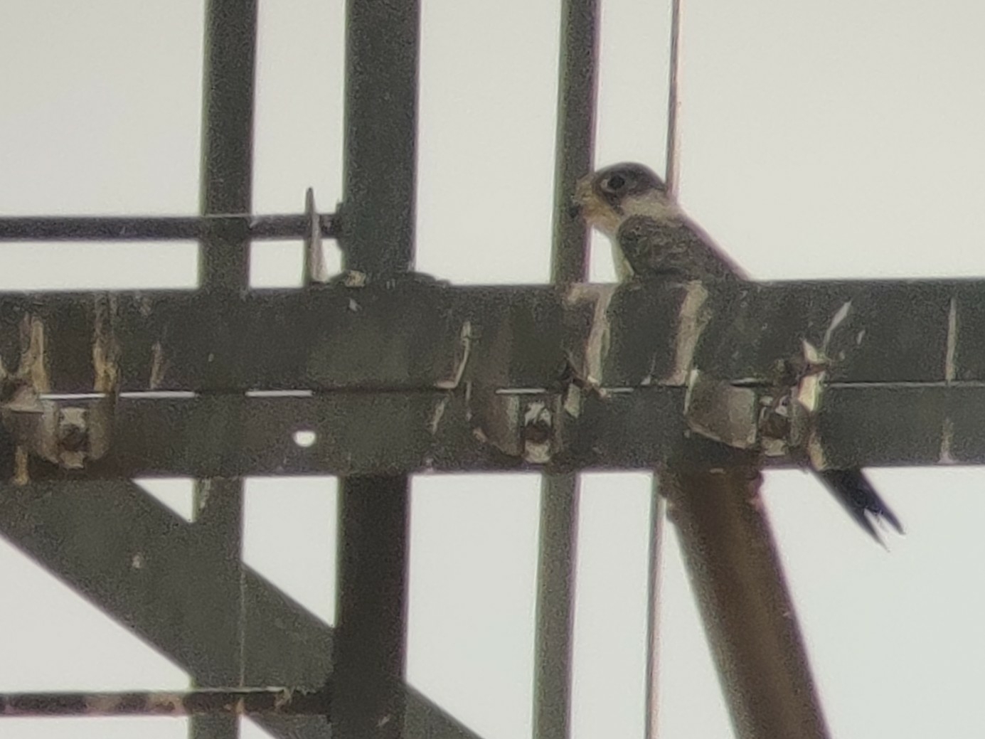 Grey Falcon (Falco hypoleucos), photo 3