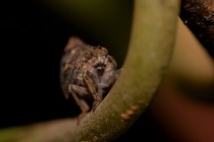 Cotylana angustifrons