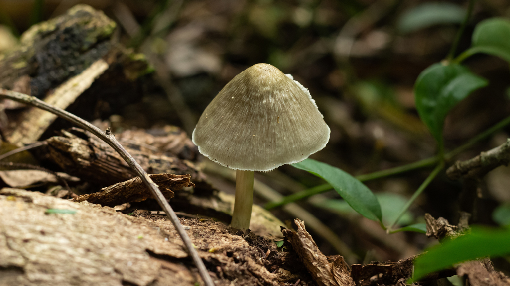 Pluteus longistriatus · January 2022 · photo: © deniszabin (iNaturalist, cc-by)