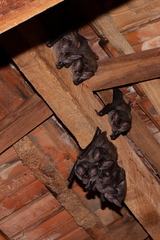 Chrotopterus auritus