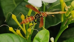 Polistes crinitus