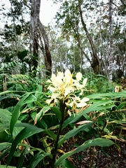 Hedychium flavum