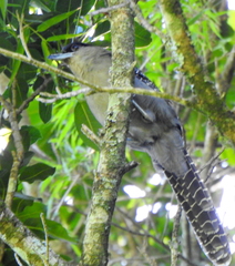 Batara cinerea